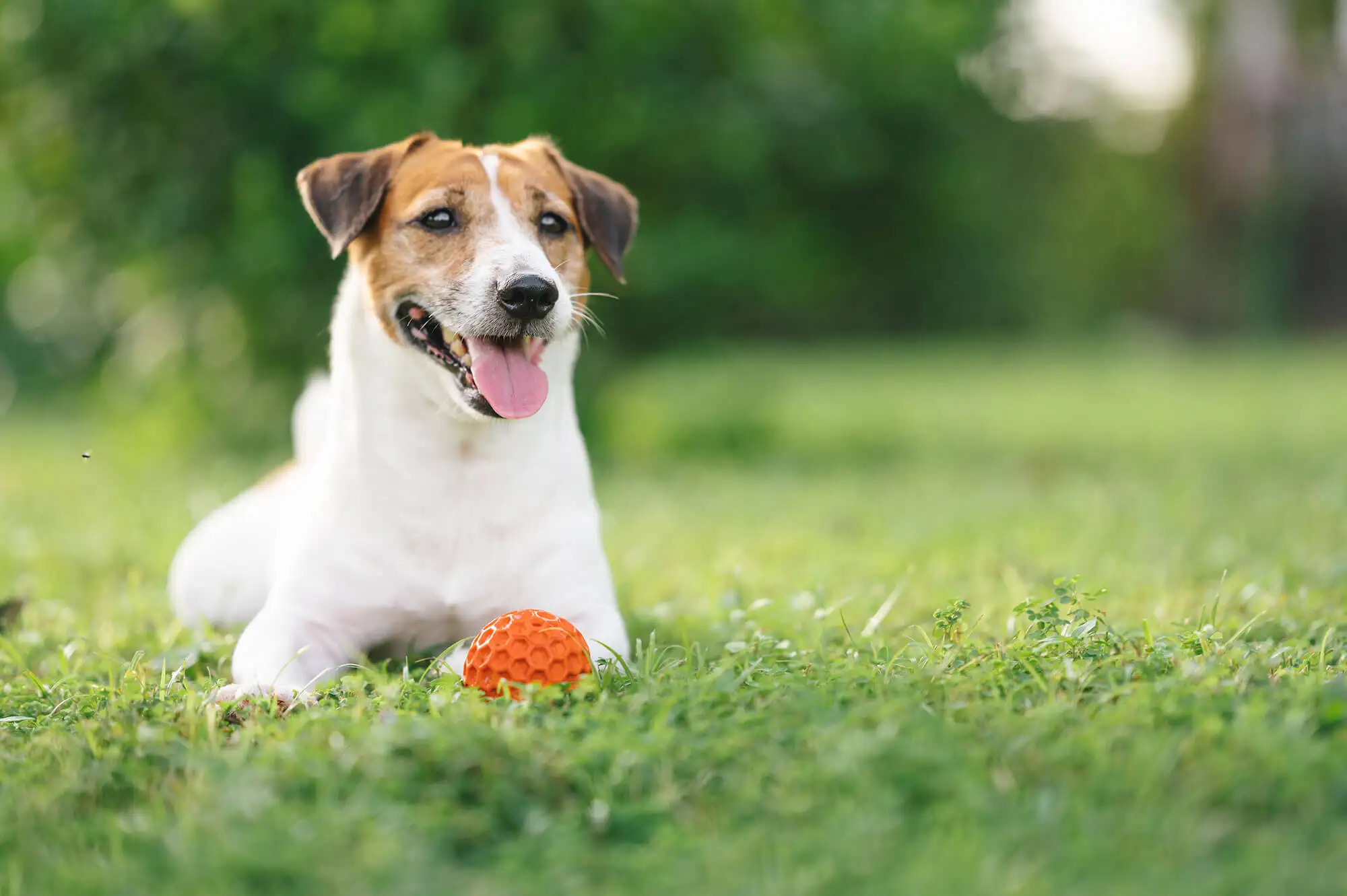 Dog laying in the grass with a ball